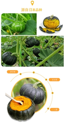 內蒙貝貝小南瓜多少錢一斤-第1張圖片