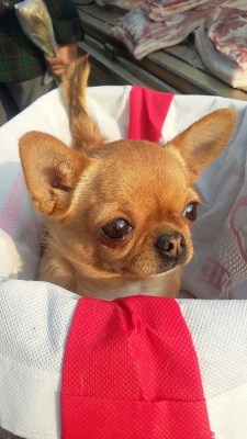 內(nèi)蒙赤峰收狗電話號碼查詢是多少-第1張圖片