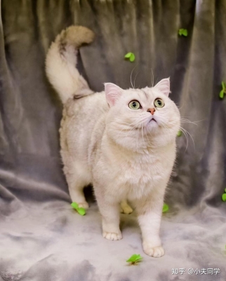 赤峰繁育貓舍電話號碼查詢是多少-第1張圖片