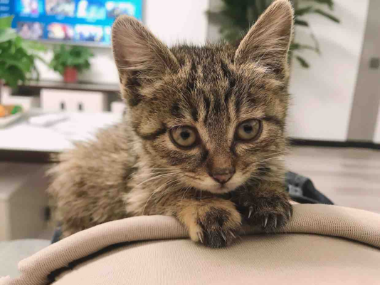 赤峰貓繁殖基地電話號碼查詢-第1張圖片