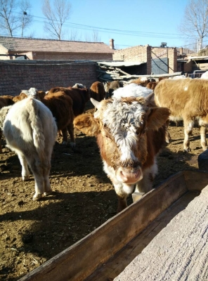 赤峰平莊拉貨電話多少號-第1張圖片