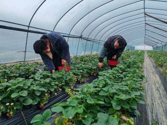 赤峰草莓基地-第1張圖片