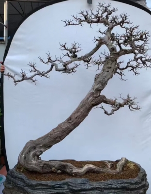 赤峰哪里有賣花的盆景-第1張圖片