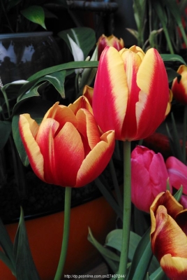 赤峰天虹花卉市場電話號碼-第1張圖片