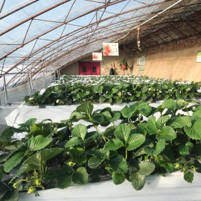 赤峰摘草莓團(tuán)購電話是多少號-第1張圖片