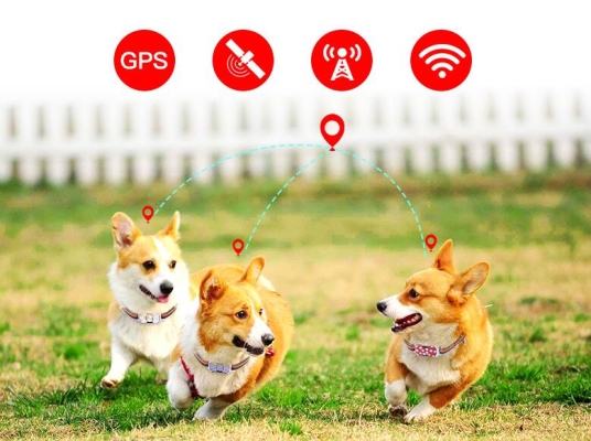 赤峰市免費(fèi)找狗團(tuán)隊(duì)電話號(hào)碼-第1張圖片