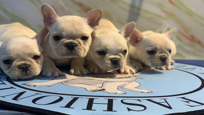 赤峰星月寵物店電話號碼多少-第1張圖片