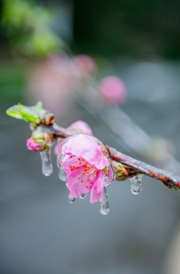赤峰植物園冰粥店電話號碼-第1張圖片