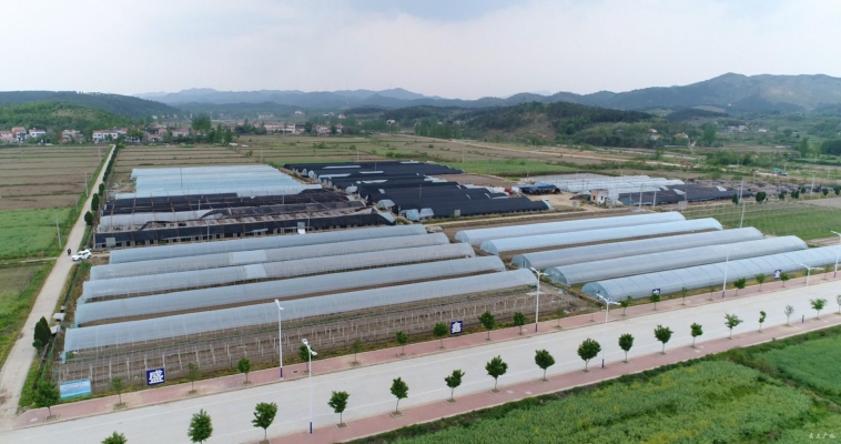 赤峰花菇基地電話多少啊-第1張圖片