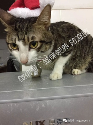 赤峰領(lǐng)養(yǎng)貓咪館電話多少號(hào)-第1張圖片