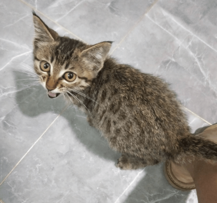 赤峰領(lǐng)養(yǎng)貓狗電話多少號碼-第1張圖片