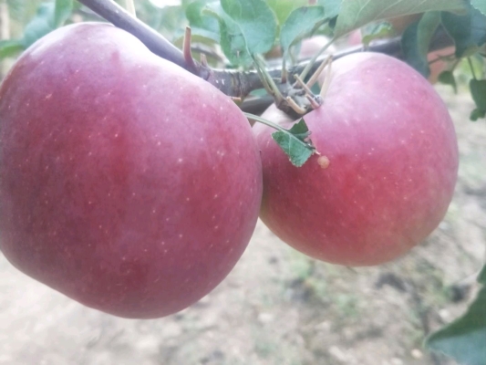 赤峰蘋果基地電話多少號(hào)碼-第1張圖片