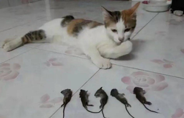 赤峰賣防老鼠糧倉(cāng)電話號(hào)碼是多少-第1張圖片