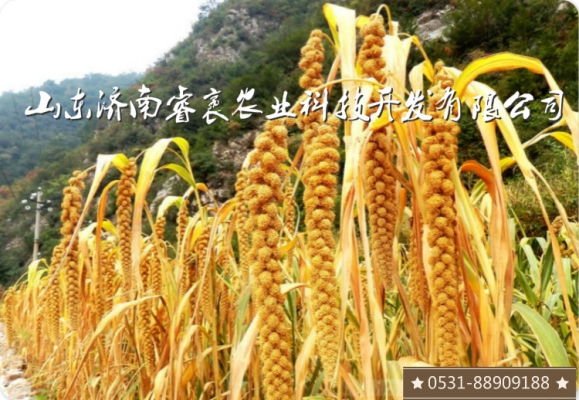 赤峰谷子種子批發(fā)電話地址查詢-第1張圖片