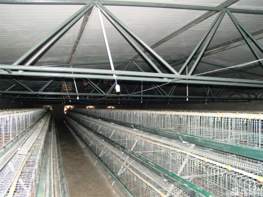 赤峰雞養(yǎng)殖場(chǎng)合作電話地址查詢-第1張圖片