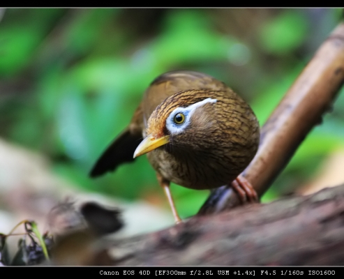 赤峰市畫眉鳥店地址電話號(hào)碼-第1張圖片