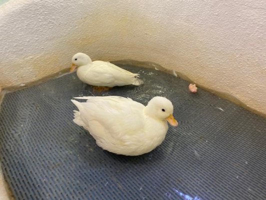 赤峰朝陽(yáng)動(dòng)物園電話號(hào)碼多少-第1張圖片