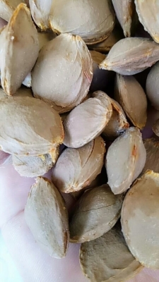 赤峰山杏核收購(gòu)商電話號(hào)碼-第1張圖片