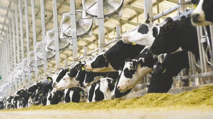 赤峰環(huán)保人工草坪廠家電話號碼-第1張圖片