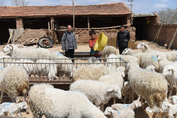 赤峰養(yǎng)羊場出租電話號碼是多少-第1張圖片