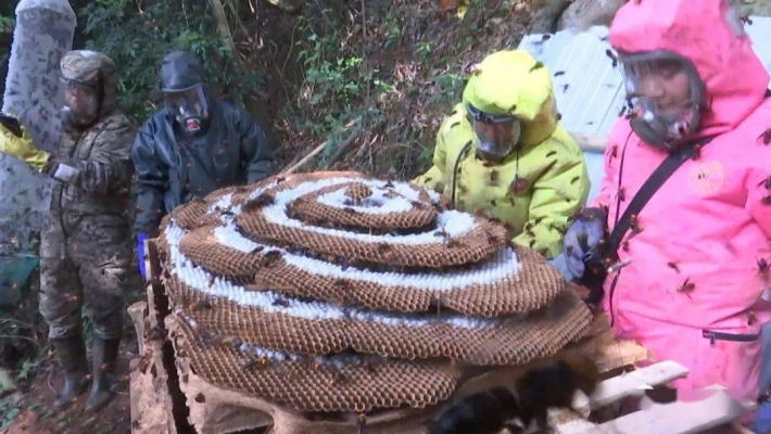 赤峰土蜂養(yǎng)殖基地電話號碼查詢-第1張圖片