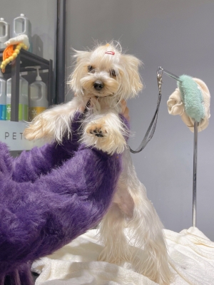 赤峰寵物樂(lè)園基地電話多少號(hào)-第1張圖片