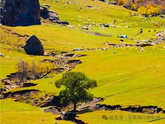 赤峰林西餃子館地址電話號(hào)碼-第1張圖片