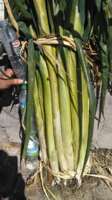 赤峰蒙龍種子公司電話號(hào)碼-第1張圖片