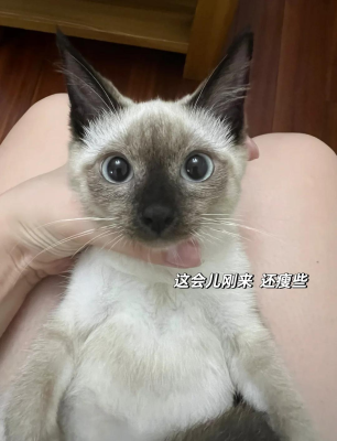 赤峰暹羅貓領(lǐng)養(yǎng)地址電話號碼-第1張圖片