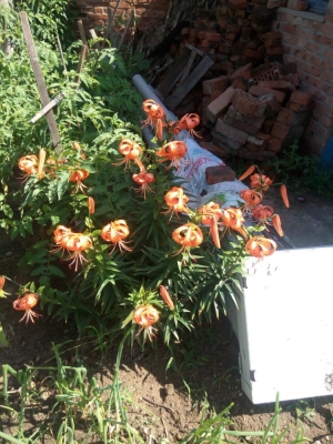 赤峰市植物園景區(qū)電話號碼-第1張圖片