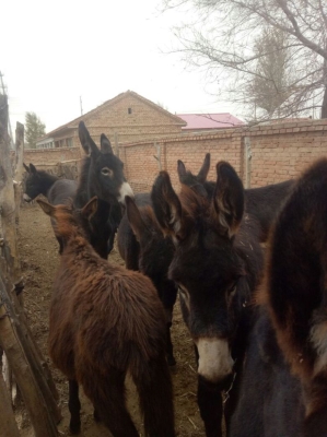 赤峰賣驢電話是多少錢啊-第1張圖片