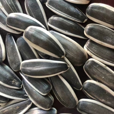 赤峰向日葵瓜子批發(fā)電話號(hào)碼-第1張圖片