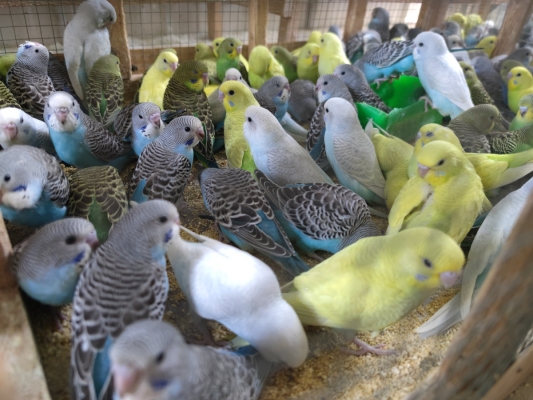 赤峰二手鳥籠市場(chǎng)電話地址查詢-第1張圖片