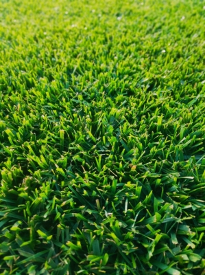 赤峰草皮批發(fā)電話號碼多少號-第1張圖片