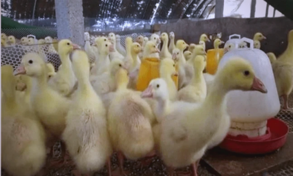 內(nèi)蒙古小鵝通-第1張圖片