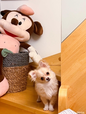 赤峰寵物店招學(xué)徒嗎電話號碼-第1張圖片