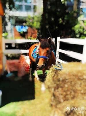 赤峰摩爾城馬術培訓班電話號碼-第1張圖片