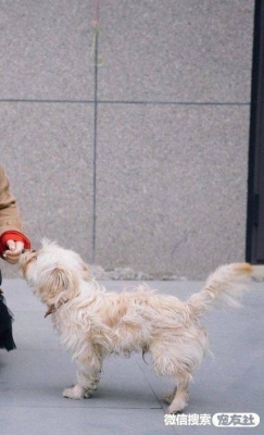 赤峰丟狗同城急救電話號(hào)碼查詢-第1張圖片