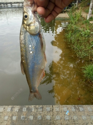 赤峰橋北釣魚(yú)釣場(chǎng)地址電話號(hào)碼-第1張圖片