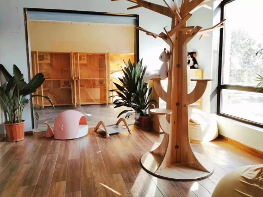 赤峰貓咪游樂場所電話號碼多少-第1張圖片