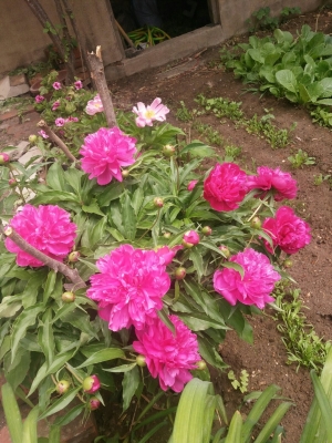 赤峰寧城護(hù)工電話號(hào)碼多少號(hào)-第1張圖片