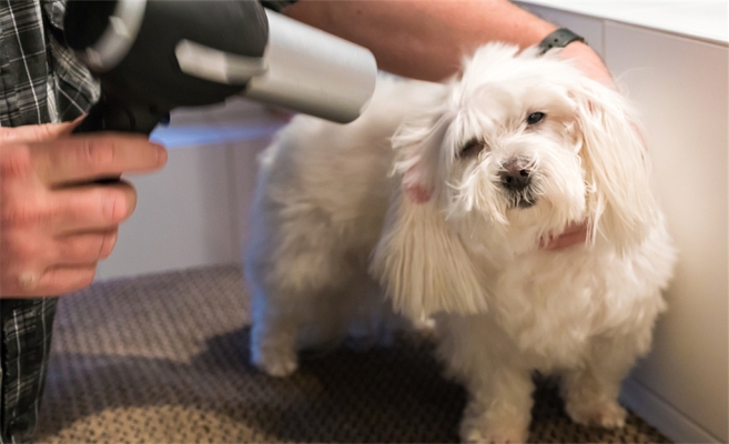 赤峰市大福狗狗店電話號(hào)碼-第1張圖片