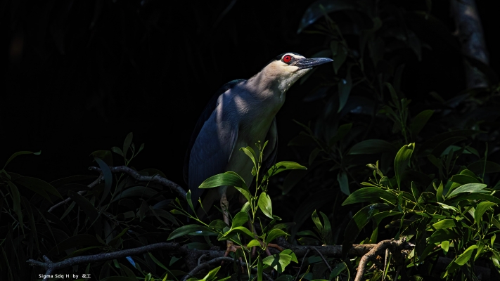 赤峰拍鳥器材廠家電話號(hào)碼-第1張圖片