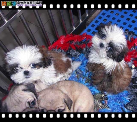 赤峰附近有狗場嗎電話號碼-第1張圖片