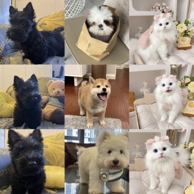 北京阿比西尼亞貓舍-第1張圖片