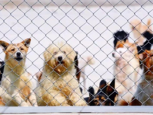 赤峰小狐貍救助站地址電話(huà)號(hào)碼-第1張圖片