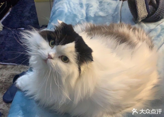 赤峰同裕胡同寵物店電話號(hào)碼-第1張圖片