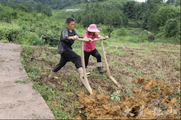 赤峰阿旗芍藥種植基地電話號碼-第1張圖片