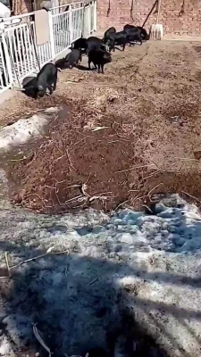 赤峰豬販子聯(lián)系電話號(hào)碼是多少-第1張圖片