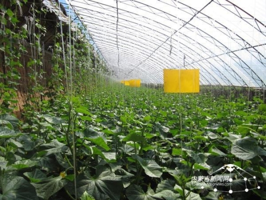 赤峰招種洋蔥人員電話號(hào)碼是多少-第1張圖片